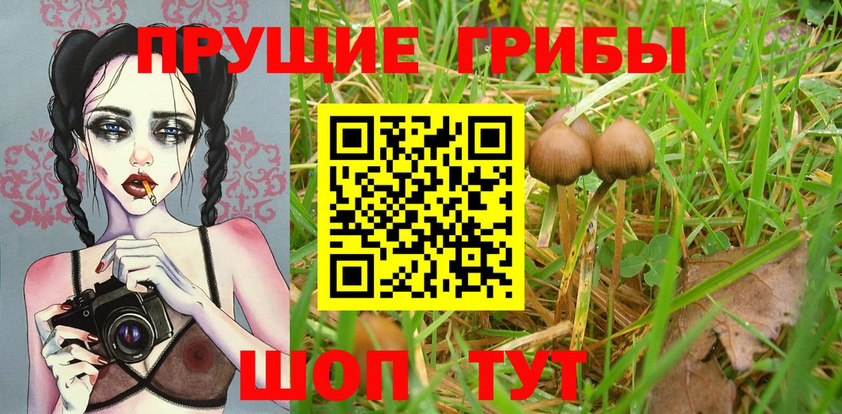 Галлюциногенные грибы прущие грибы Волгоград
